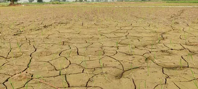 न नहरों में पानी  न बारिश  सूखी धान की फसल  किसानों ने मांगा मुआवजा