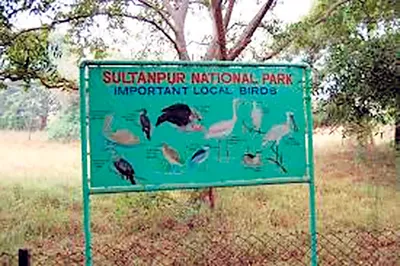 सुल्तानपुर पक्षी विहार में जुटेंगे देश के प्रसिद्ध शिल्पकार