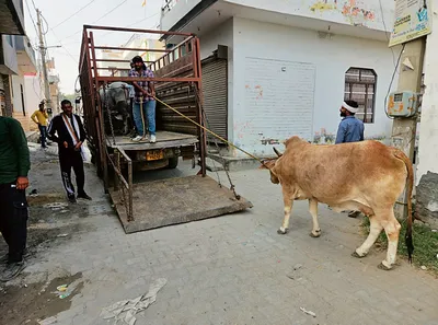 50 बेसहारा पशुओं को गौ अभयारण भेजा