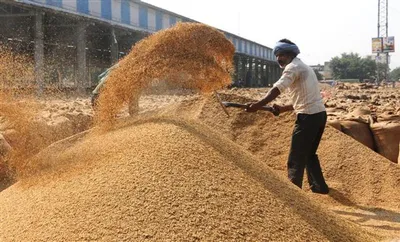 paddy procurement started  हरियाणा में धान की खरीद शुरू  ऑनलाइन बन सकेगा मंडी गेट पास