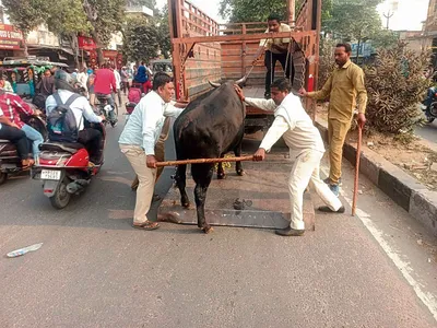 रोड पर घूम रहे 10 लावारिस गाैवंशों को पकड़कर गोशाला पहुंचाया