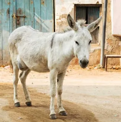 पाकिस्तान में गधों की संख्या बढ़ी  ग्रामीण अर्थव्यवस्था की हैं रीढ
