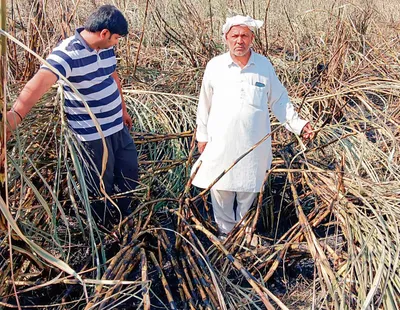 इसराना में दो एकड़ गन्ने की फसल जली