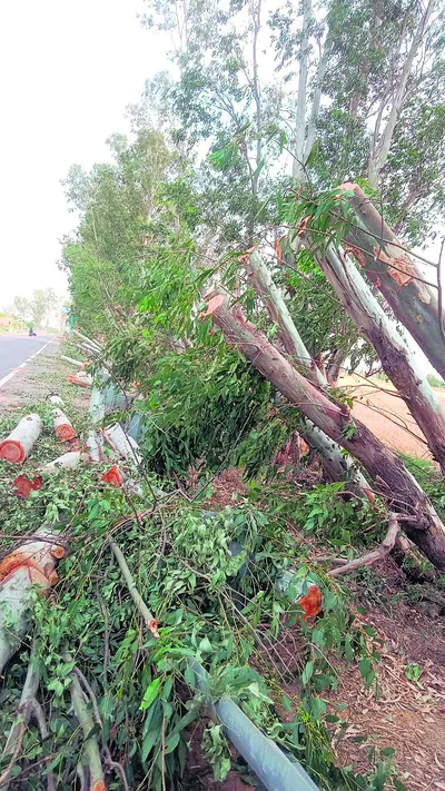 तूफान में गिरे 150 से ज्यादा पेड़  सड़क मार्ग अवरुद्ध