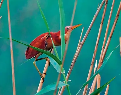 एक अनूठा संसार भी है शर्मीले शिकारी परिंदों का