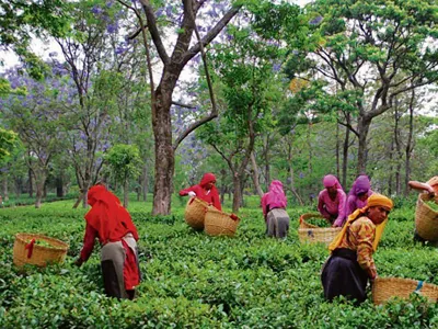 महंगी हो सकती है चाय  उत्तर भारत में उत्पादन में छह करोड़ किलो की कमी
