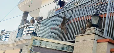 बंदरों के आतंक से लोग घरों में बंद