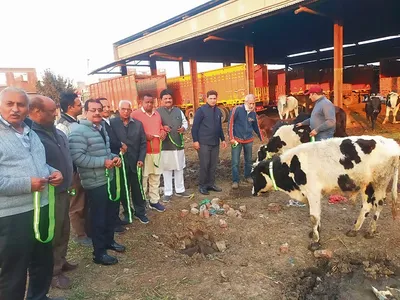 अग्रवाल समाज सभा ने गायों को लगाई रिफ्लेक्टर बेल्ट
