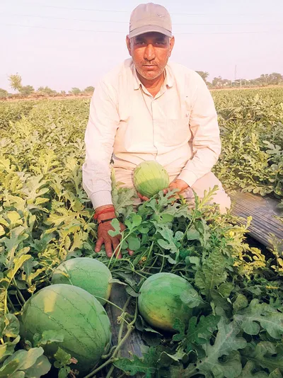 ऑफ सीजन सब्जियों का उत्पादन कर प्रेरणा बन रहा किसान विनोद कुमार