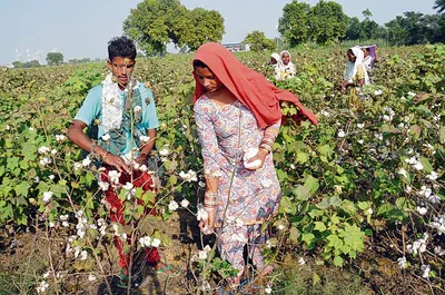 पर्यावरण व किसान हित में धान की सीधी बिजाई