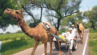 81 हजार रुपये मे बिका सबसे महंगा ऊंट