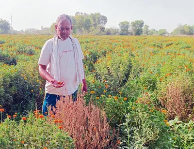 भीषण गर्मी में मुरझाए फूल और किसानों के चेहरे