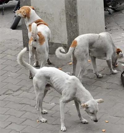 लश्कर कमांडर को मारने के लिए बिस्कुट से बुना जाल