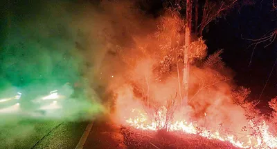 सड़क किनारे खड़े पेड़ों में आग लगाने से भारी नुकसान