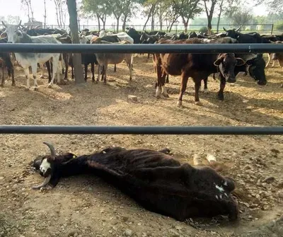 लम्पी त्वचा रोग   पंजाब में एक महीने में 400 से ज्यादा गायों की मौत  20 हजार संक्रमित