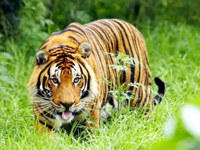 उत्तराखंड से चार बाघों को राजस्थान पहुंचाया जाएगा