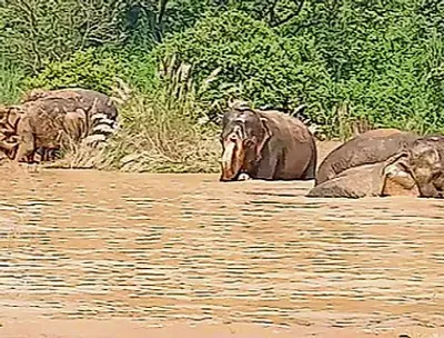 हाथियों को लू से बचाने के लिए करवाया जा रहा मड बाथ