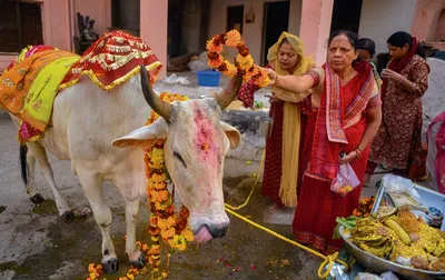 श्रीकृष्ण लीलाओं से जुड़ा गोपाष्टमी पर्व