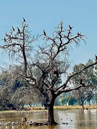 कालवन गांव की झील को पक्षी अभयारण्य बनाने की योजना