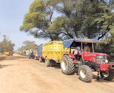 जुलाना मंडी में धान की आवक हुई तेज  उठान धीमा