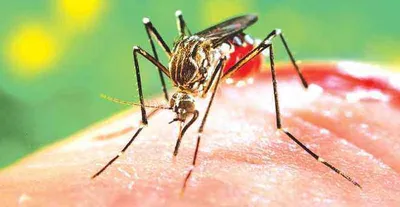जींद में डेंगू के साथ चिकनगुनिया ने दी दस्तक