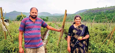 टमाटर से पुणे के किसान ने एक माह में कमाए 3 करोड़