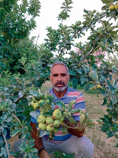 किसान ने असंभव को किया संभव  रेतीले टिब्बों में उगाया सेब