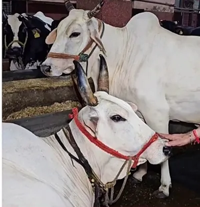 मरीजों को मुफ्त बांटा जाता है दड़बा की गौशाला का दूध और दही