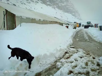 परिवार पहचान पत्र से होगी बीसी  एससी की गणना   गंगवा