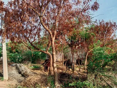 नीम के पेड़ों पर मंडराया संकट  वैज्ञानिकों ने जतायी ‘डाई  बैक’ रोग की आशंका