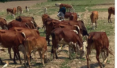 देशी गायों और भैंसों की खरीद के लिए वित्तीय मदद बढ़ाएगी सुक्खू सरकार