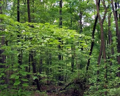 हरियाणा में अस्वीकृत स्थलों पर वनीकरण की हो जांच