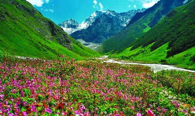 पर्यटकों के लिए खुली 87 वर्ग किमी में फैली फूलों की घाटी  यहां हैं 500 से अधिक प्रजातियां