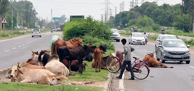 कालका  पिंजौर में अावारा पशुओं से हो रही दुर्घटनाएं