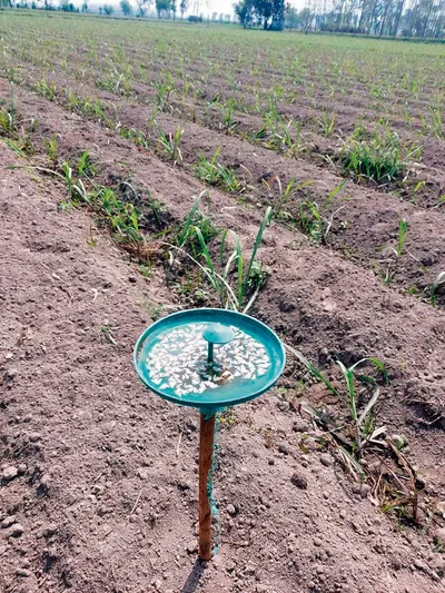 गन्ने की फसल पर टॉप बोरर के अटैक से बचने के लिये खेतों में लगाया ट्रैप