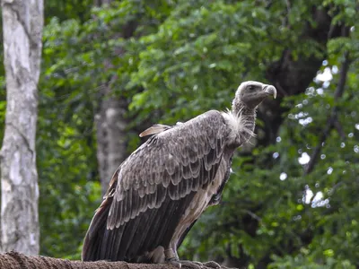 vulture rehabilitation लौट आए लंबी चोंच वाले लुप्तप्राय गिद्ध  पेंच अभयारण्य में ऐसे कराया पुनर्वास