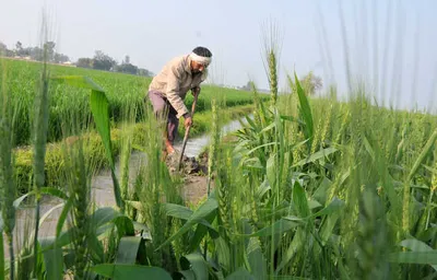 कृषि क्षेत्र में पड़ोसी राज्य पंजाब से आगे निकल रहा हरियाणा