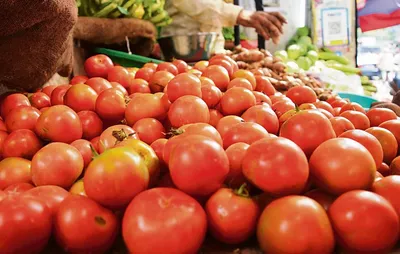 tomato prices  जल्द आ जाएगी टमाटर की कीमत में कमी  पढ़ें क्या है वजह