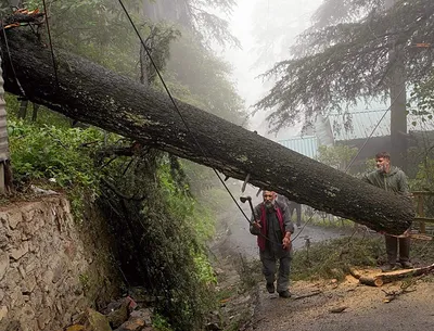 बारिश से 115 सड़कें बंद  शिमला में गिरते पेड़ों ने बढ़ाई मुश्किलें