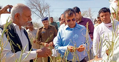 डीसी ने लिया फसलों के नुकसान का जायजा