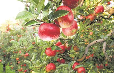 हिमाचल प्रदेश में सेब पर मंडराया खतरा