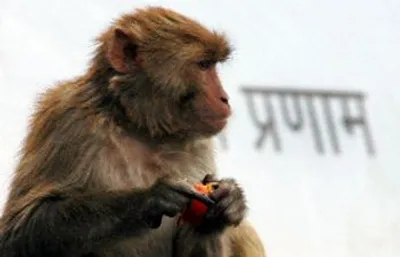 हरियाणा में बंदर को मिली रोशनी  लुवास में पहली बार मोतियाबिंद की सफल सर्जरी