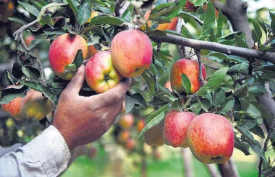 सेब की फसल पर ब्लैक स्पॉट  माईट और रस्टिंग रोग का हमला