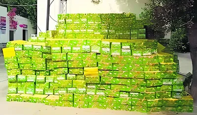 नकली लाहौरी जीरा बना रही फैक्टरी पर छापा  1500 पेटी बरामद