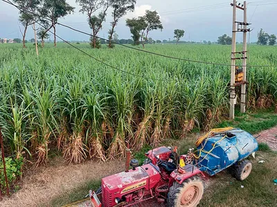 हरियाणा में गन्ना उत्पादकों को 500 करोड़ का नुकसान