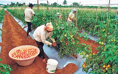 पेंशन की भांति किसान को सुनिश्चित कीमत क्यों नहीं