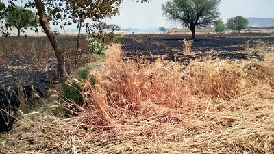 बिजली तारों के शॉर्ट सर्किट से खेतों में लगी आग  करीब 20 एकड़ गेहूं की फसल राख