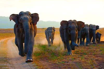 असम में हाथी के हमले में तीन की मौत