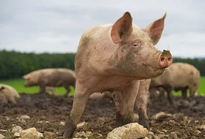 सूअर की किडनी लगाकर बचाई महिला की जान