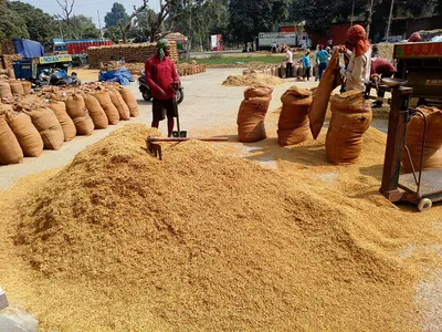 तूड़ल का वाजिब दाम न मिलने से किसान मायूस